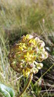 Image of Asclepias macropus (Schltr.) Schltr.