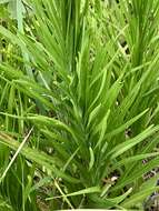 Image of prairie blazing star