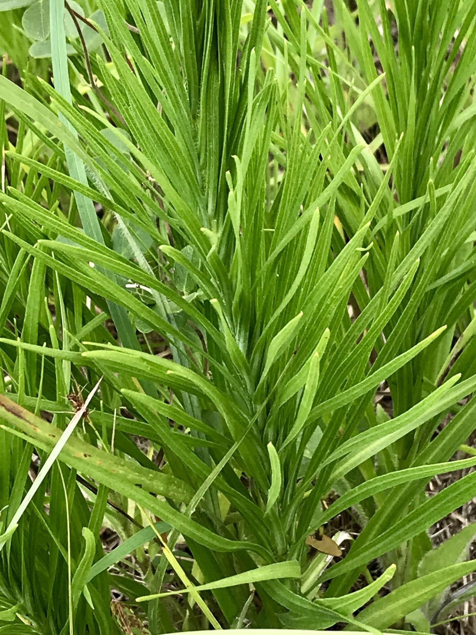 Sivun Liatris pycnostachya var. lasiophylla Shinners kuva