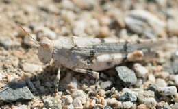 Image of Cream Grasshopper