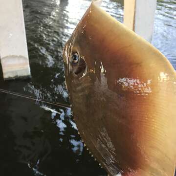 Image of Atlantic Stingray