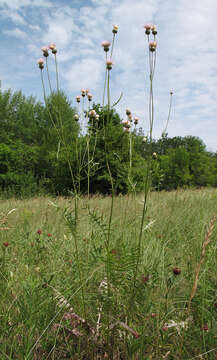 Image of Klasea radiata subsp. gmelinii (Tausch) L. Martins