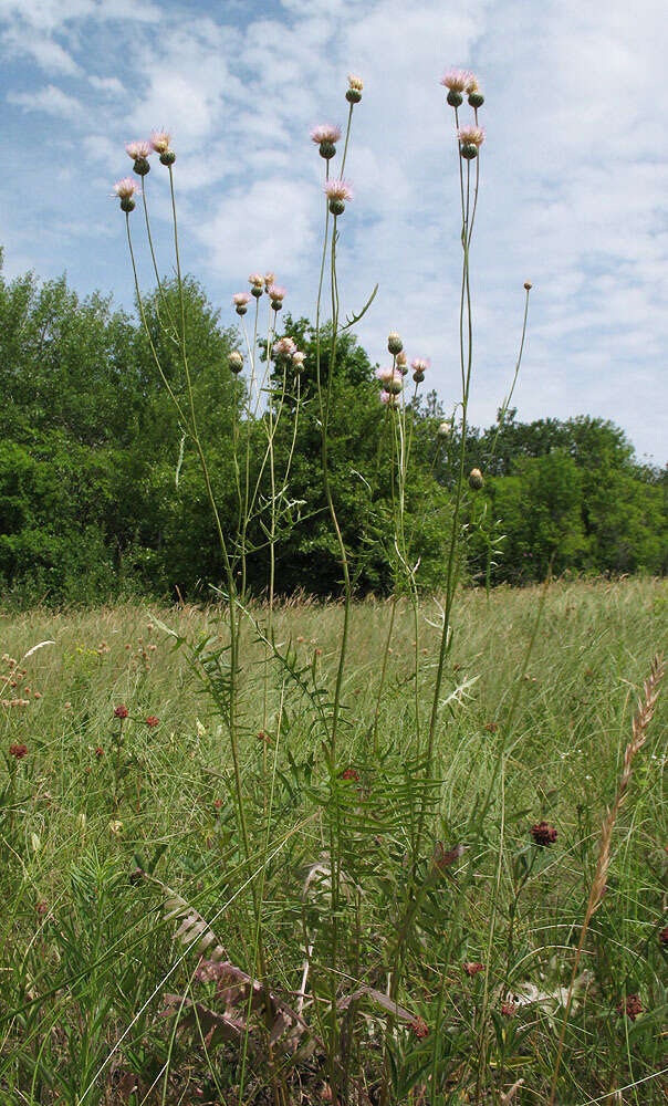 Image of Klasea radiata subsp. gmelinii (Tausch) L. Martins