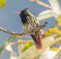 Lophornis helenae (Delattre 1843) resmi