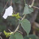 Image of Jacquemontia albida Wiggins & Rollins