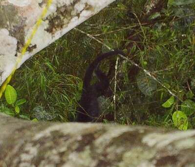 Image of Alouatta palliata aequatorialis (Festa 1903)