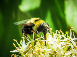 Imagem de Eristalis flavipes Walker 1849