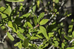 Imagem de Pleradenophora bilocularis (S. Watson) Esser & A. L. Melo