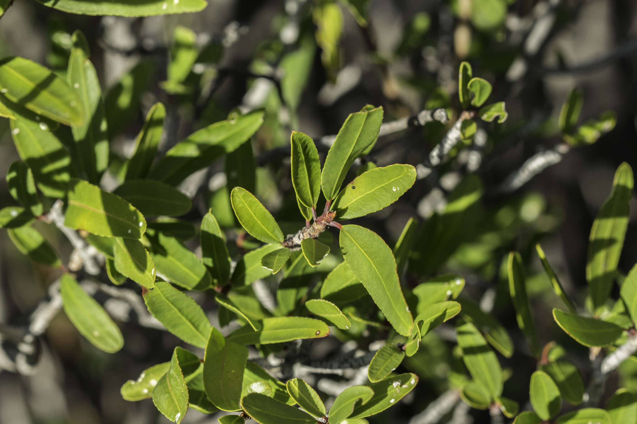 Imagem de Pleradenophora bilocularis (S. Watson) Esser & A. L. Melo