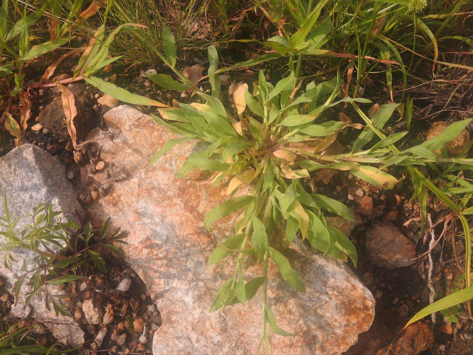 Image of panic liverseed grass