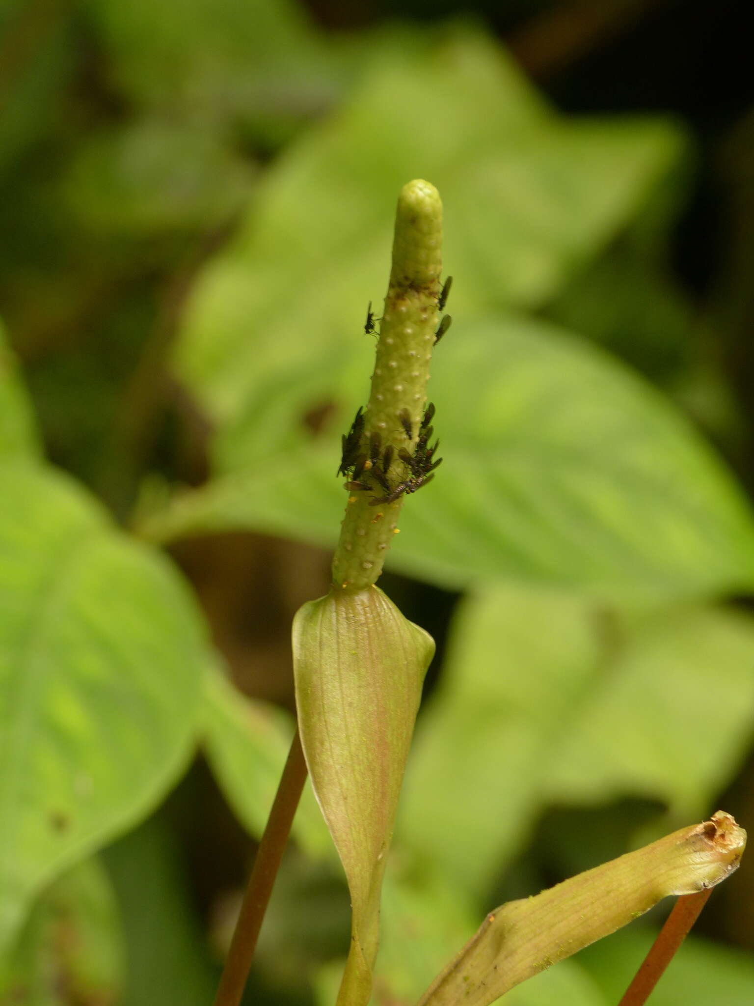 Image of Anthurium amoenum Kunth & C. D. Bouché