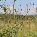 Image of annual bushsunflower