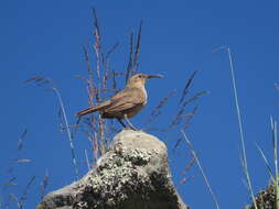 Image of Buff-breasted Earthcreeper