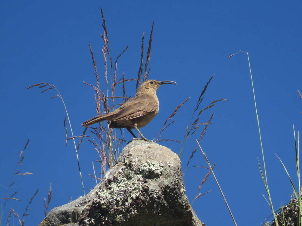 Image of Buff-breasted Earthcreeper