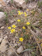 Image of Helianthemum canum (L.) Baumg.