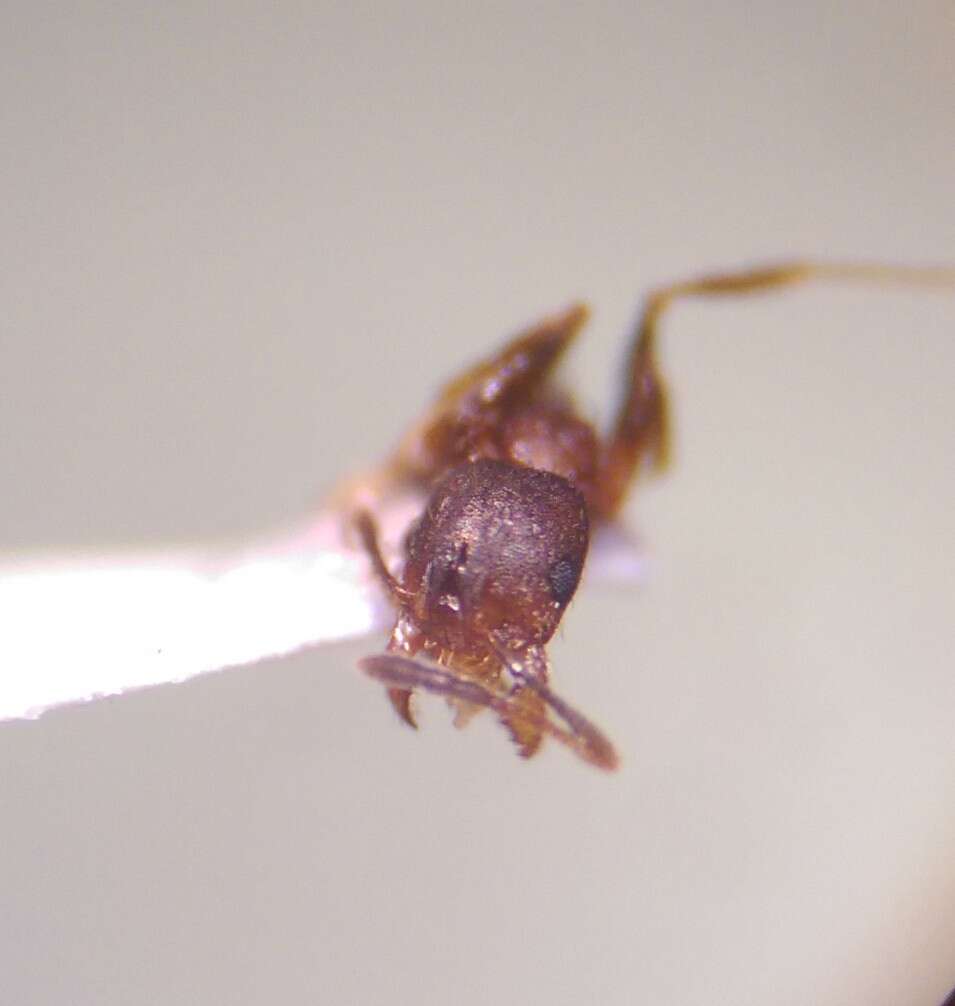 Pheidole pilifera (Roger 1863)的圖片