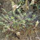 Image of Onobrychis humilis subsp. matritensis (Boiss. & Reut.) Greuter & Burdet