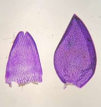 Слика од Sphagnum lescurii Sullivant ex A. Gray 1856