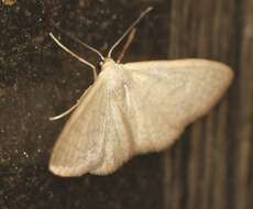 صورة Idaea uniformis Warren 1896