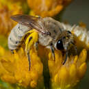 Imagem de Colletes ochraceus Swenk 1906