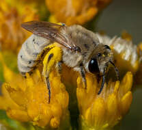 Image of Colletes ochraceus Swenk 1906