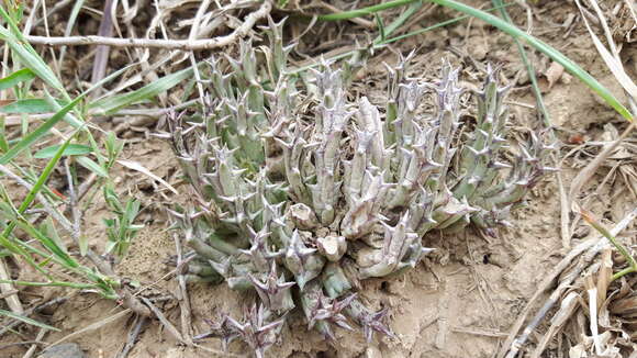 Image of Ceropegia irrorata (Masson) Bruyns