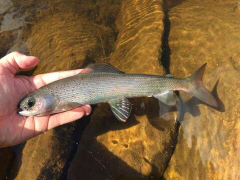 Image of grayling