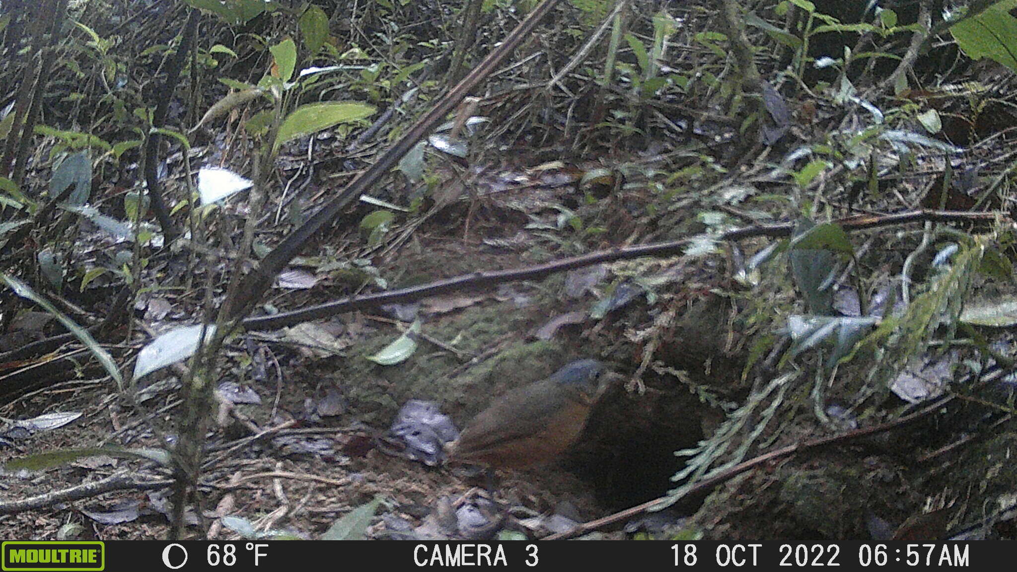 Image of Scaled Antpitta