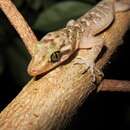 Image of Sadleir's Bow-fingered Gecko