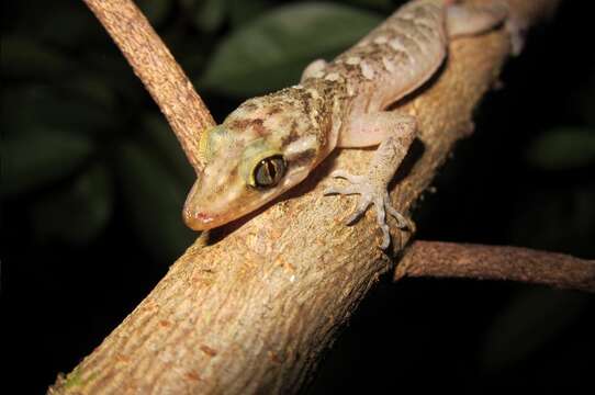 Image of Sadleir's Bow-fingered Gecko
