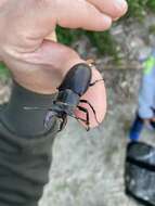 Image of <i>Lucanus cervus turcicus</i>