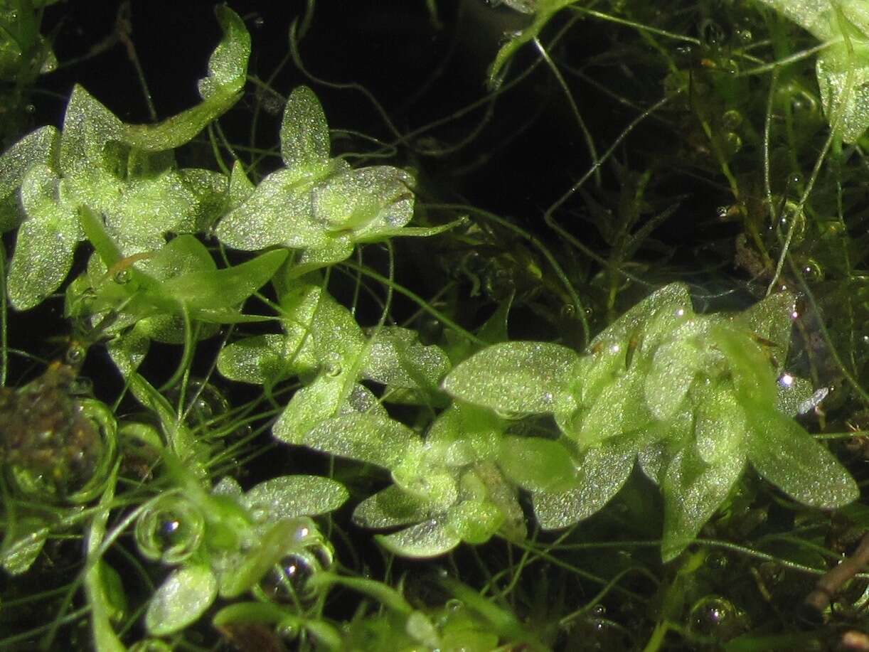 Image of valdivia duckweed