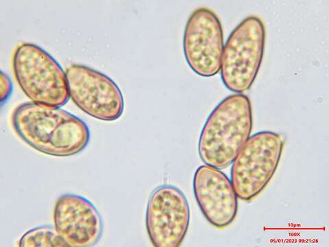 صورة Coniophora arida (Fr.) P. Karst. 1868