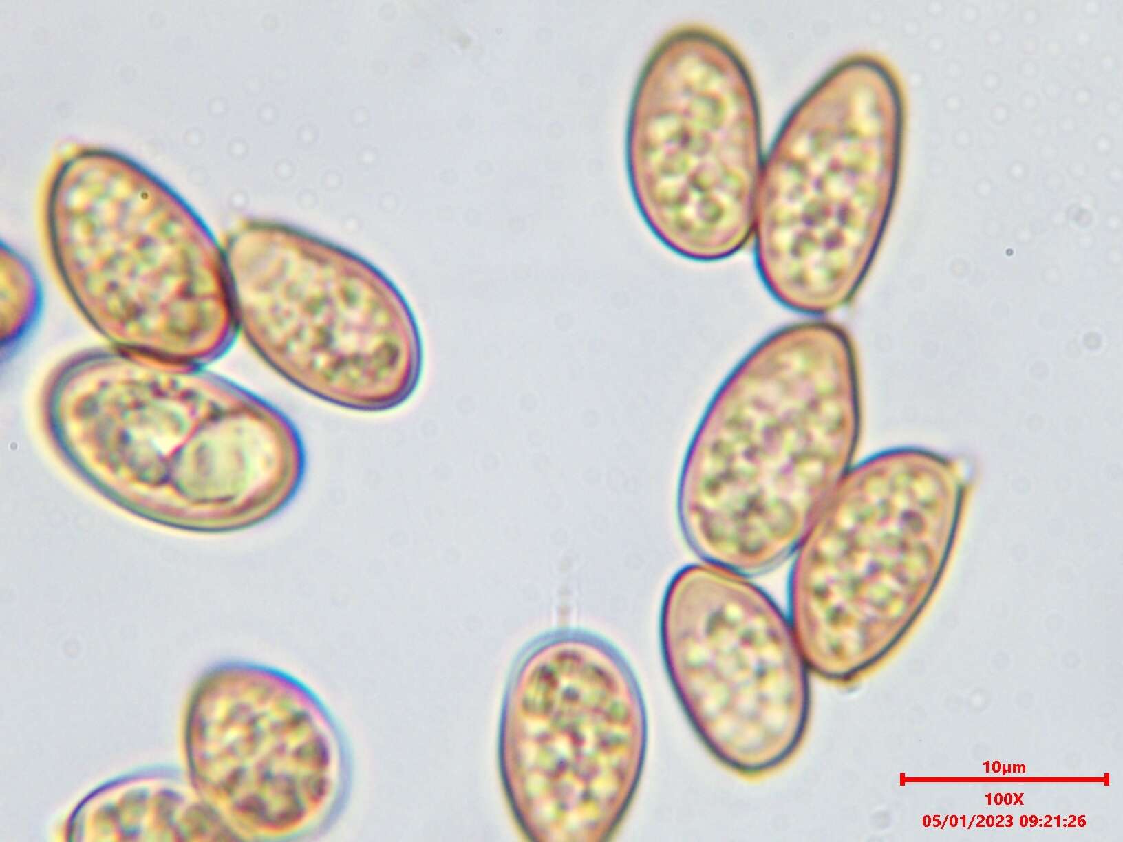 صورة Coniophora arida (Fr.) P. Karst. 1868