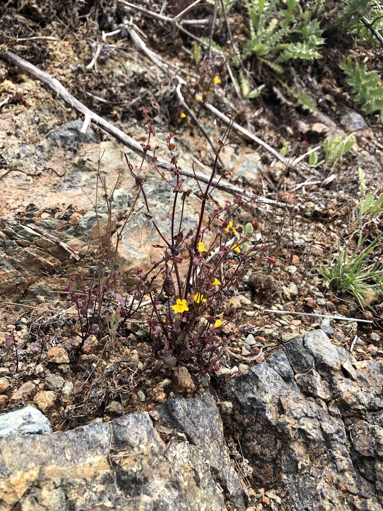 Image of Erythranthe serpentinicola