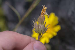 Image of smallflower oxtongue