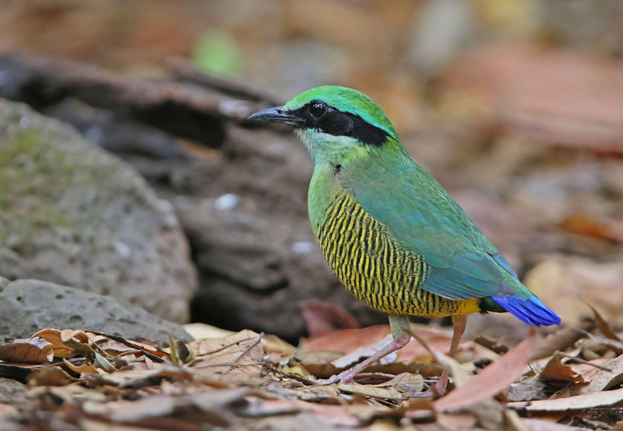 Image of Bar-bellied Pitta
