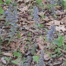 Plancia ëd Ajuga multiflora Bunge