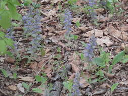 Слика од Ajuga multiflora Bunge