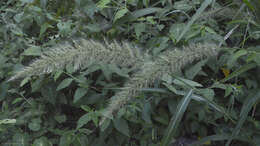 Image of plains bristlegrass