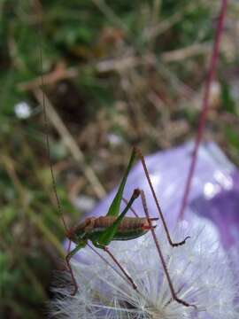 Image of striped bush-cricket