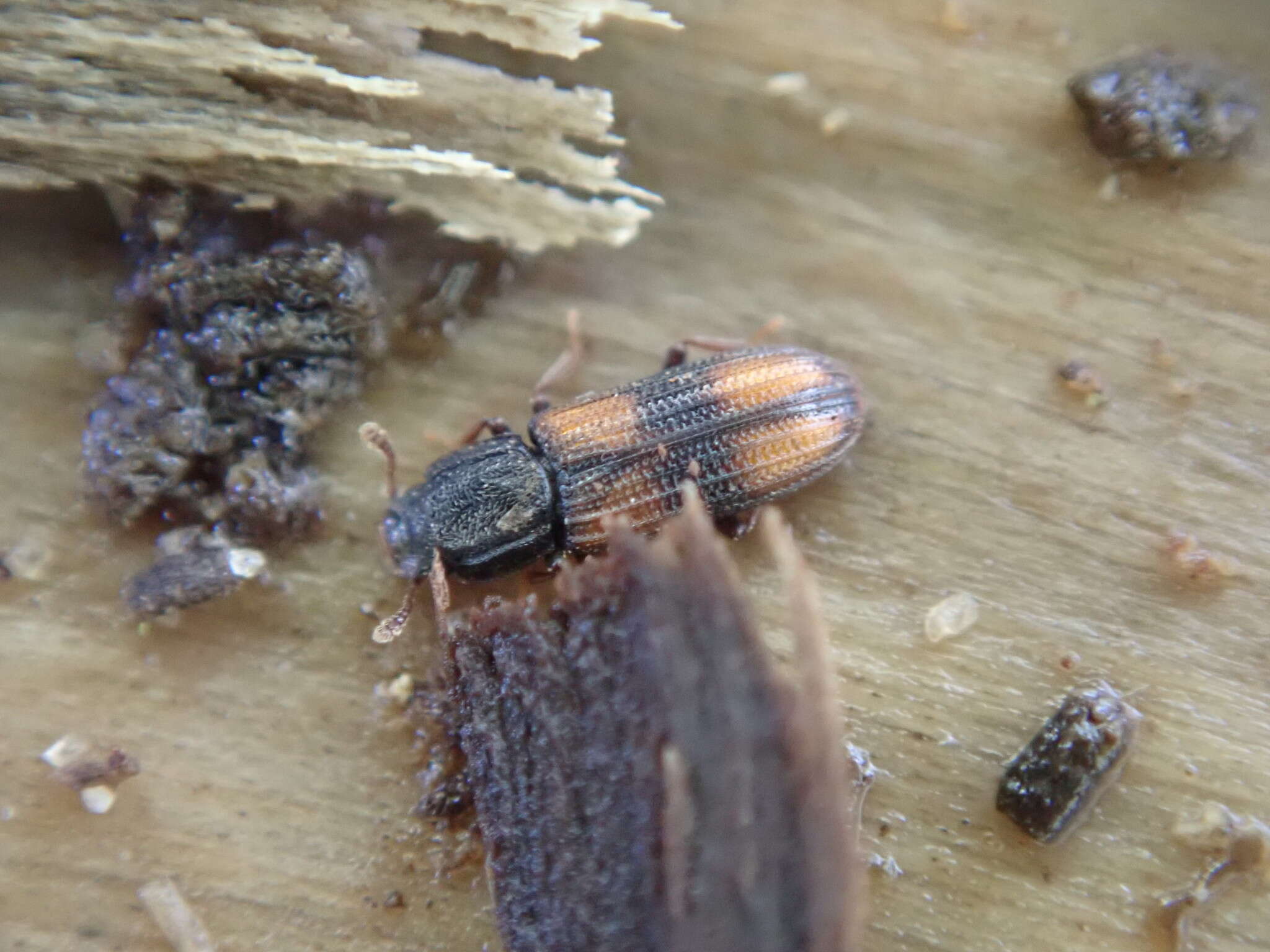 Image of Bark beetle
