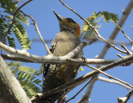 Слика од Melanerpes chrysogenys (Vigors 1839)