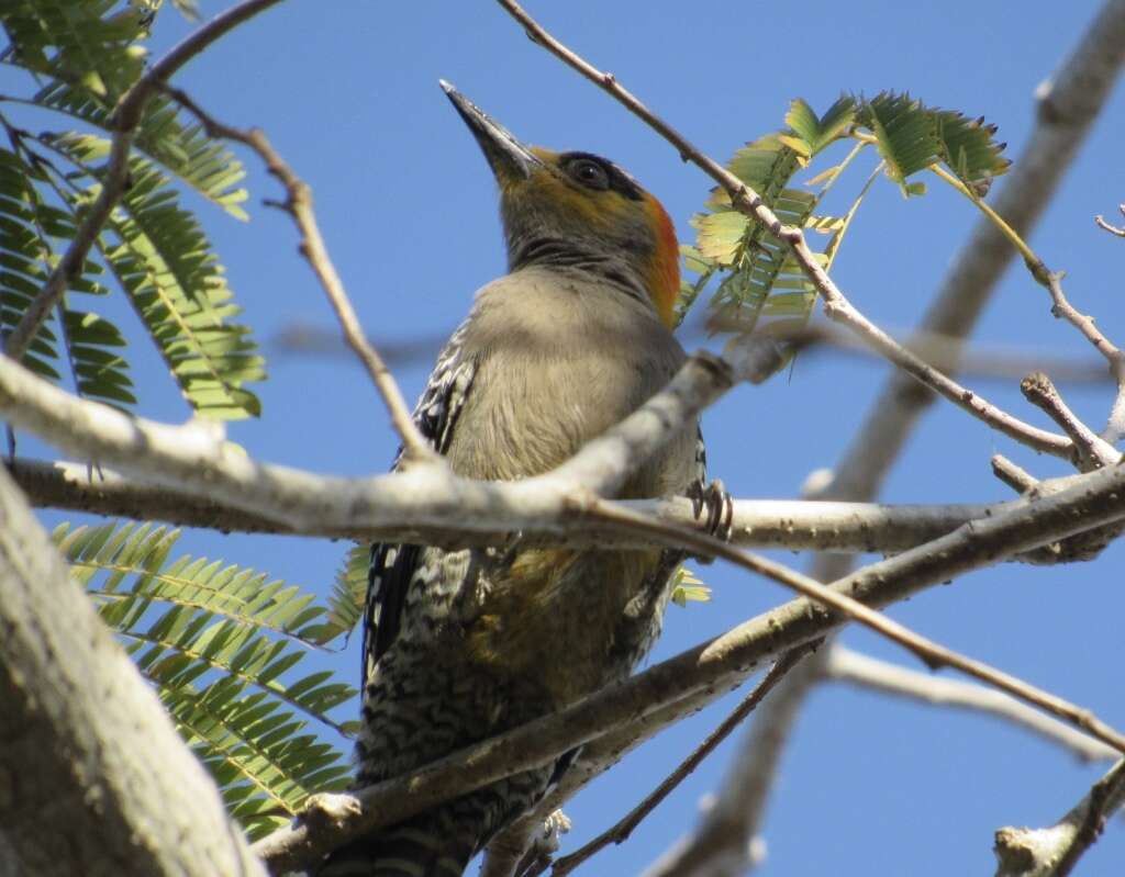 Image of Golden-cheeked Woodpecker