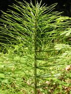 Image of giant horsetail