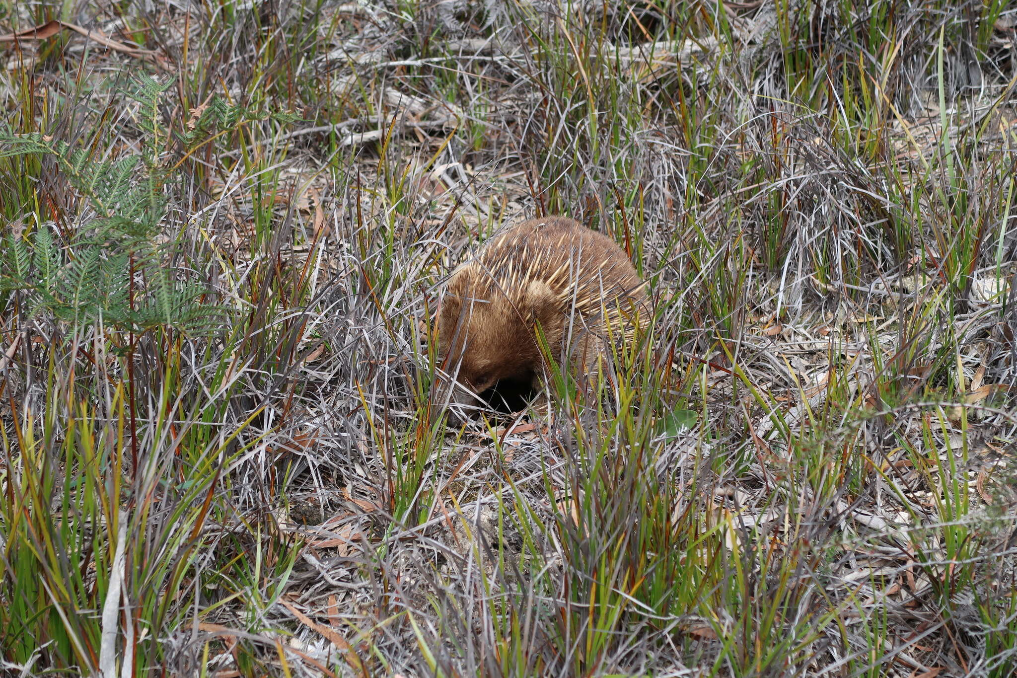 Image of Tasmanian Echidna