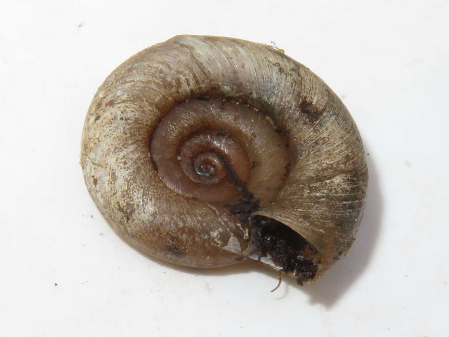 Image of Ram's Horn Snail