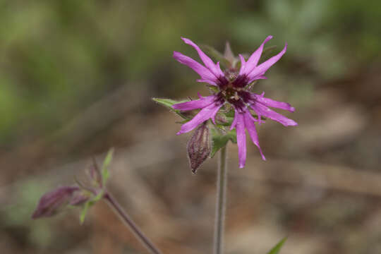 Image of Silene olgae (Maxim.) Rohrb.