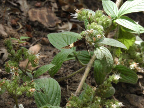 Image of Variable-Leaf Scorpion-Weed