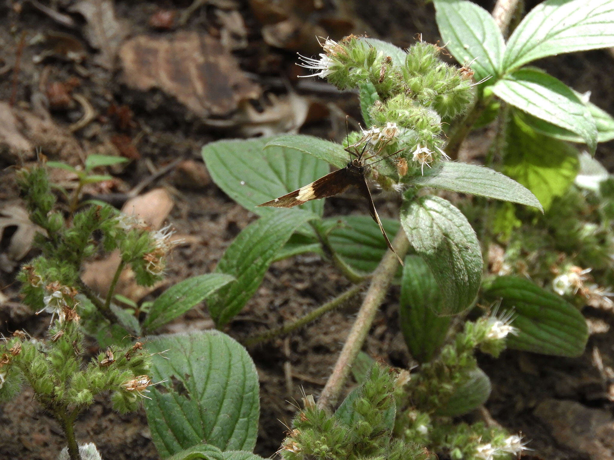 Image of Variable-Leaf Scorpion-Weed